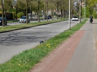 Cattepoelseweg von Arnhem