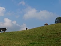 Miragolo San Salvatore von Zogno