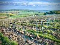 Vigne de Jaulgonne depuis Jaulgonne par Rue des Vaches