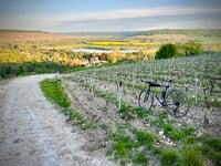 Vigne de Jaulgonne