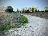 Vigne de Jaulgonne