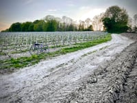 Vigne de Jaulgonne