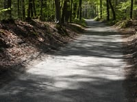 Trapjesberg / Loenensebos