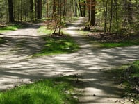 Bruisbeek von Loenen
