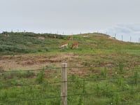 Zandvoort via Zuiderduinpad