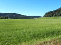 Kwiatowa von Mieroszów