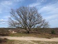 Snippendaalseweg