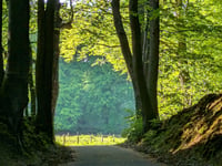 Rozenbos / Holleweg