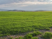 Las Biernacicki da Nieszków