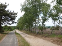 Kleine Koningsbelt von Haarle