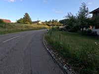 Linden from Zofingen