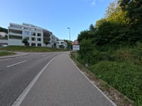 Linden from Zofingen