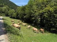 Golte desde Mozirje