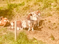 Belchen via Wieden