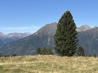 Mortirolo desde Mazzo di Valtellina por Via Orti