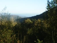 Prunetta da Mammiano Basso