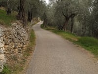 Monti Olivari von Mossano