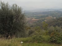 Monti Olivari von Mossano