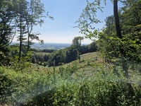 Hollandskopf