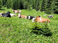 Passo Tre Croci von Schluderbach