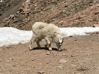 Mount Evans / Mount Blue Sky da Idaho Springs