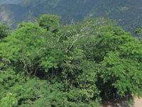 Corcovado / Cristo Redentor from Santa Teresa