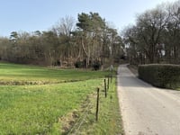 Kabeljauw