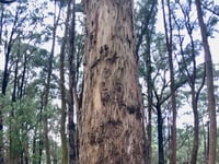Mount Dandenong da The Basin
