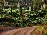 Mount Dandenong da The Basin