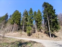 Monte Sette Termini von Cugliate