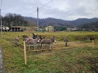 Celana von Caprino Bergamasco