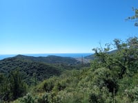 Testico from Stellanello