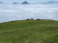 Col d'Aubisque von Argelès Gazost über Col du Soulor