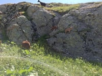 Col de Sarenne