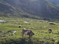 Flüelapass