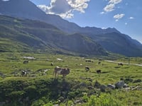 Flüelapass