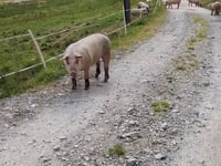 Passo Scimfuss
