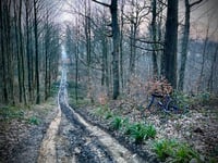 Forêt de Carnelle von Presles