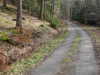 Bois de Mangoister