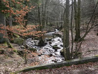 Bois de Mangoister