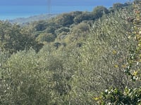 Gizzeria von Mortilla