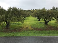 Chóndros da Kastri