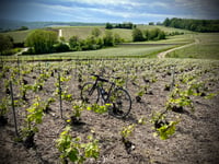 Vigne de Crouttes von Crouttes sur Marne