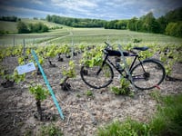 Vigne de Crouttes von Crouttes sur Marne