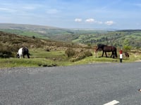 Dartmeet