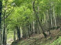 Col du Mont Noir