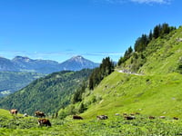Col de Joux Plane
