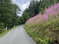 Bueberg / Höhenweg via Lohsiepenstrasse
