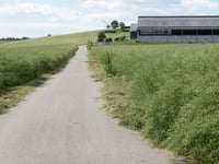 Hellgenheed über Schelsbaach