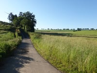 Waldkierfecht from Rimmelsfuert